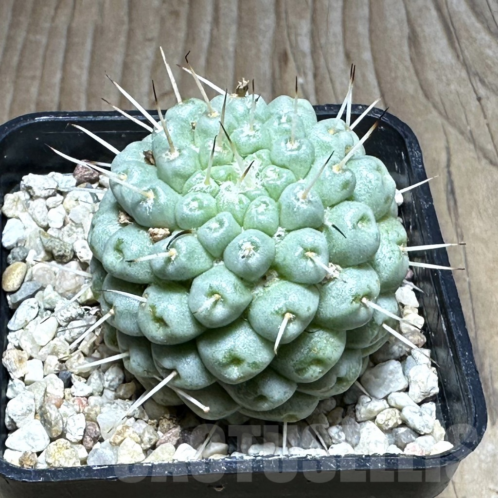 SHPR29293 Mammillaria schumannii f. monstrosa