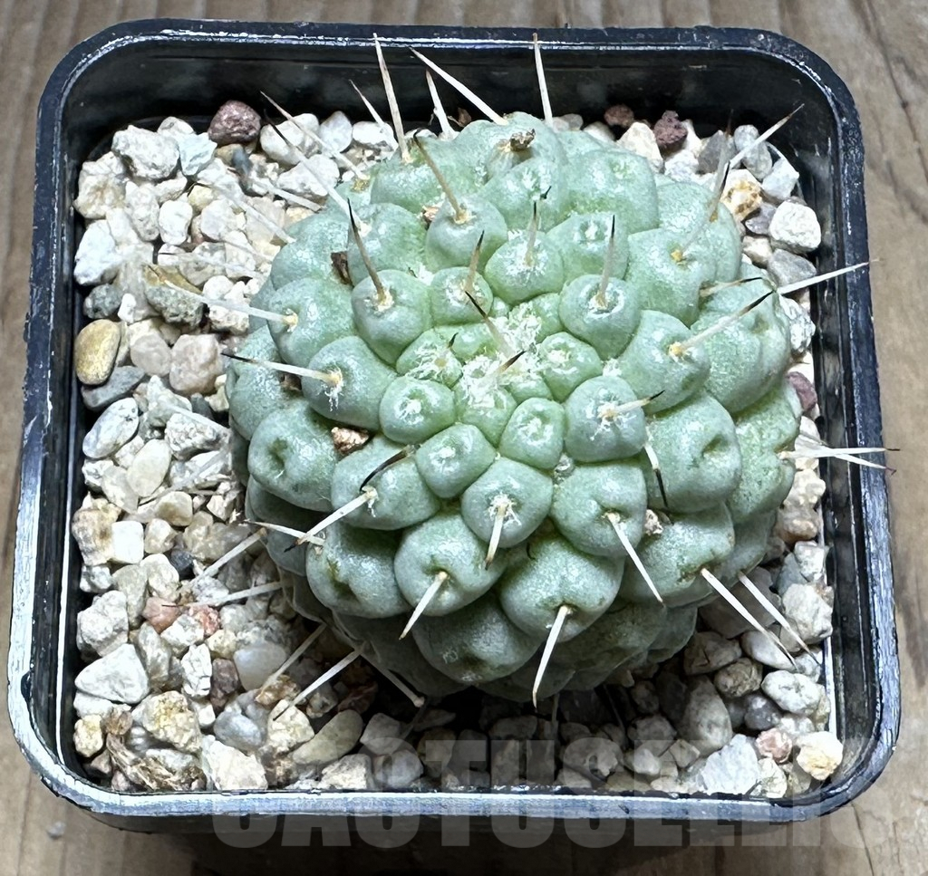 SHPR29293 Mammillaria schumannii f. monstrosa - Image 2