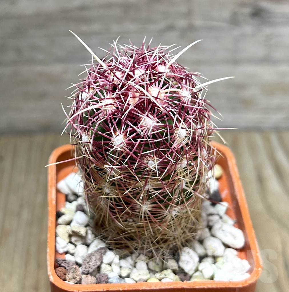 SHPR29677 Thelocactus bicolor PAR 234