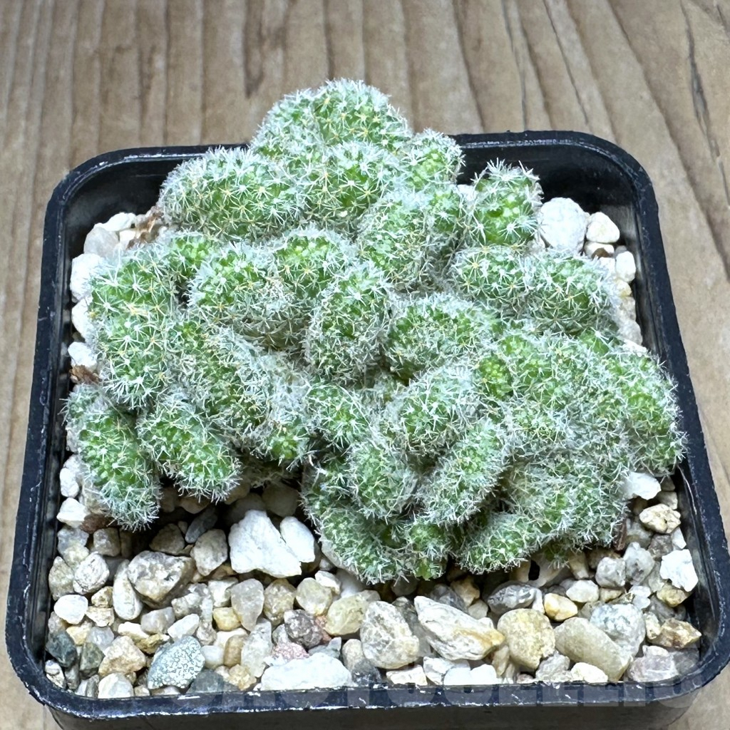 SHPR29295 Mammillaria giselae f. cristata