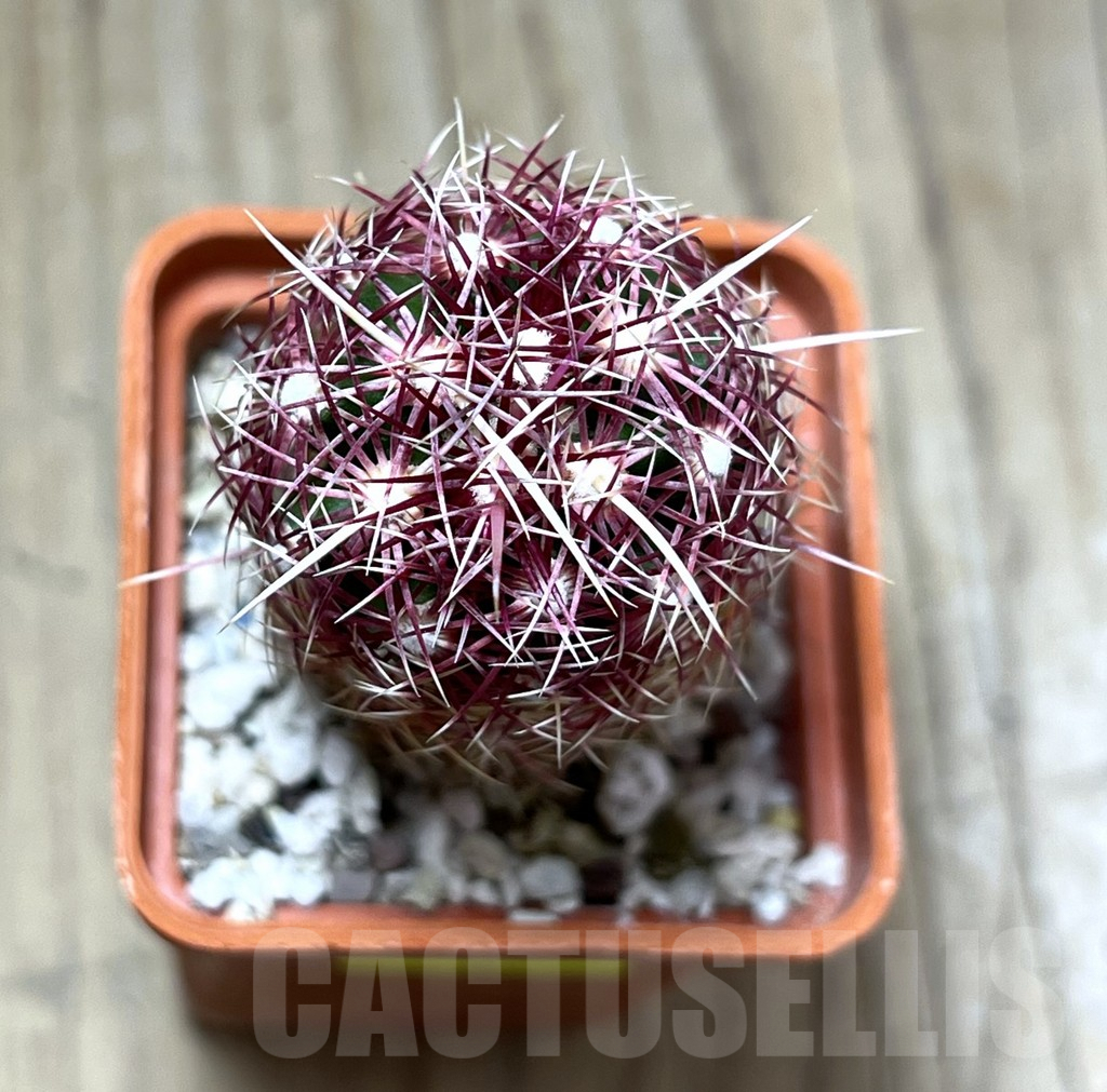 SHPR29677 Thelocactus bicolor PAR 234 - Image 2