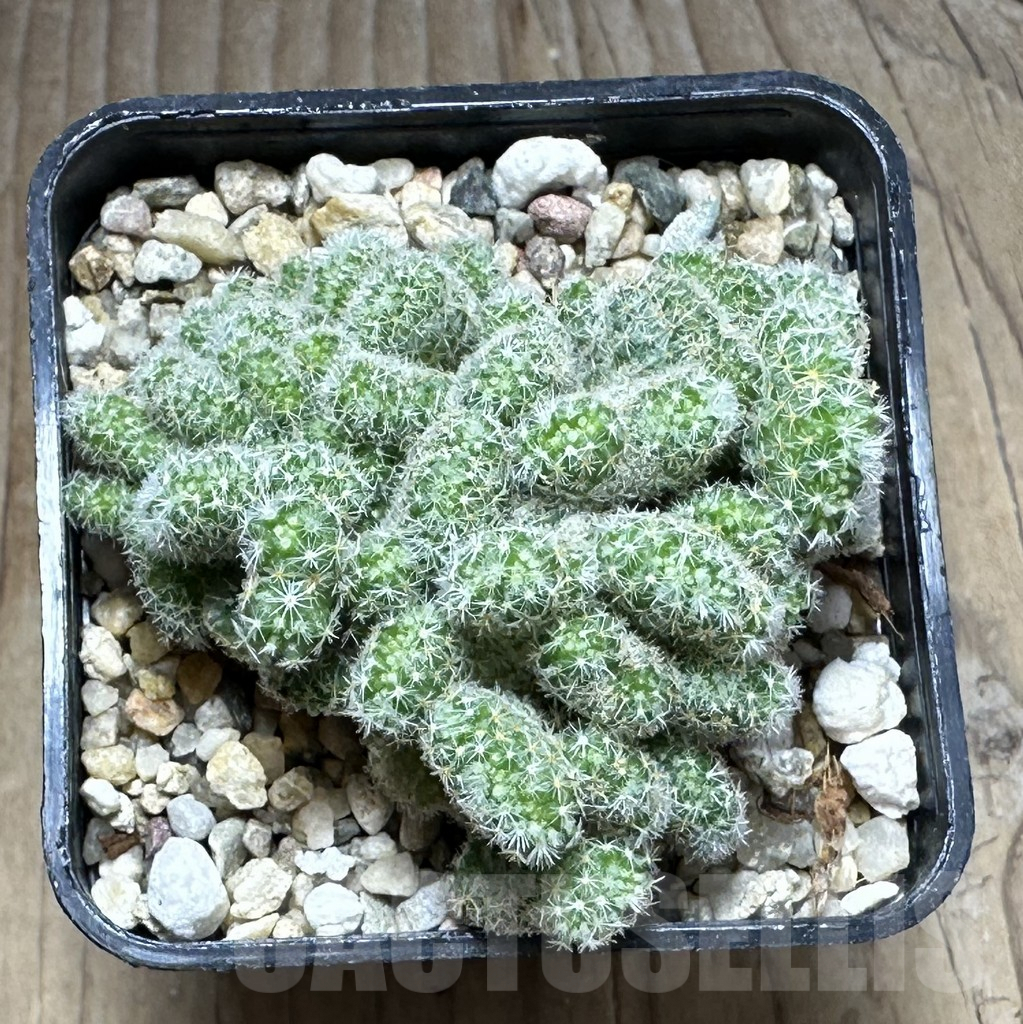SHPR29295 Mammillaria giselae f. cristata - Obrázek 2