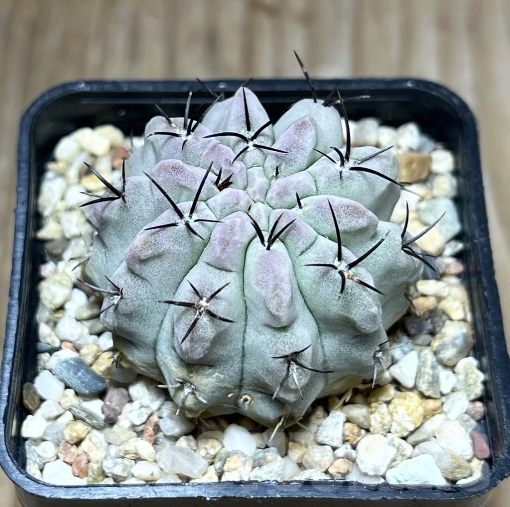 SHPR29678 Neochilenia paucicostata ‘Blue form’