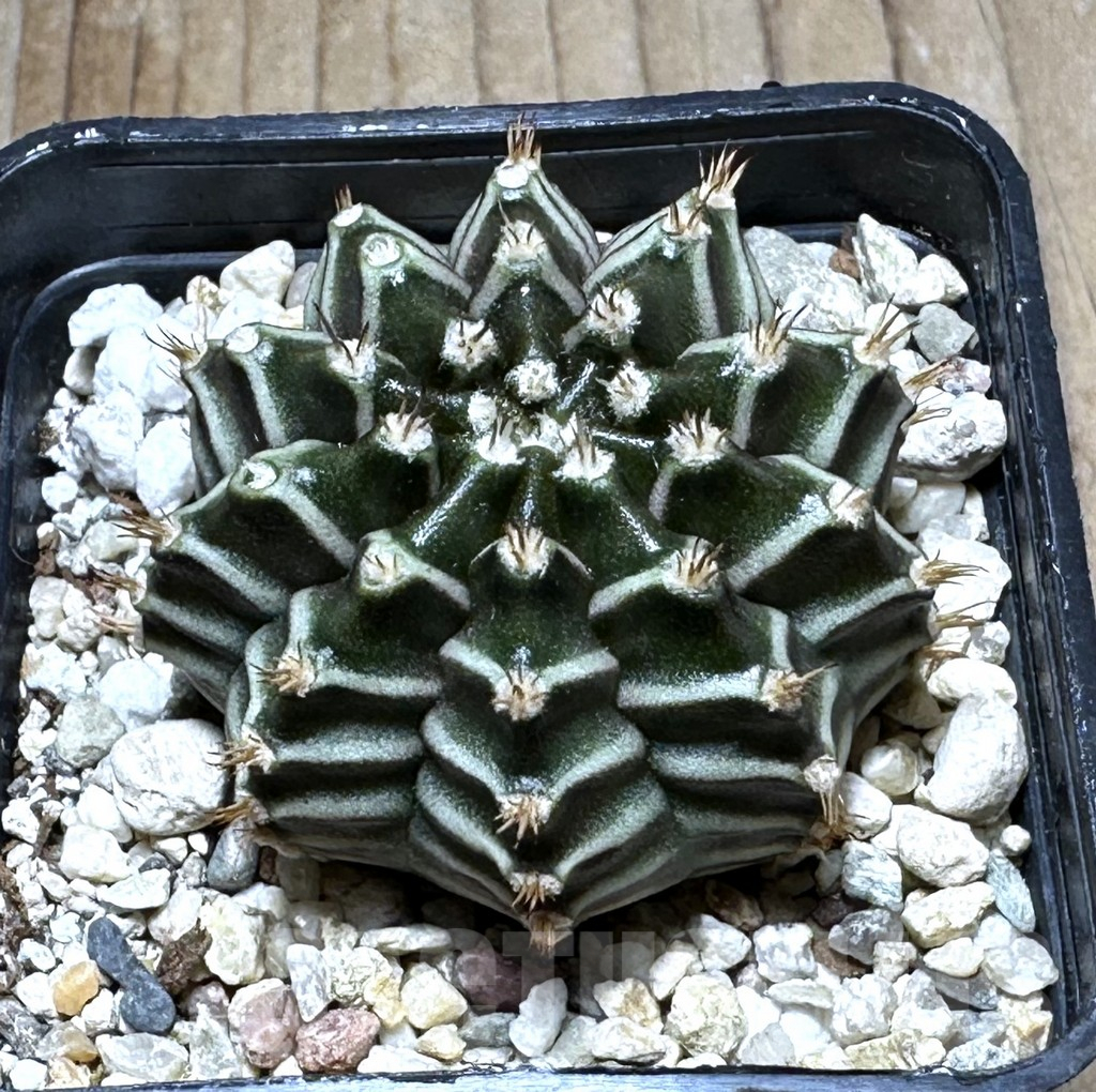 SHPR29296 Gymnocalycium mihanovichii ‘Tinkerbell’