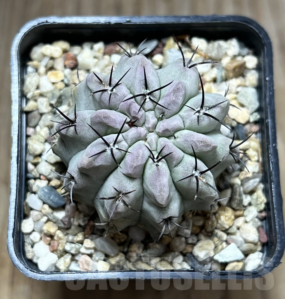 SHPR29678 Neochilenia paucicostata ‘Blue form’ - Image 2