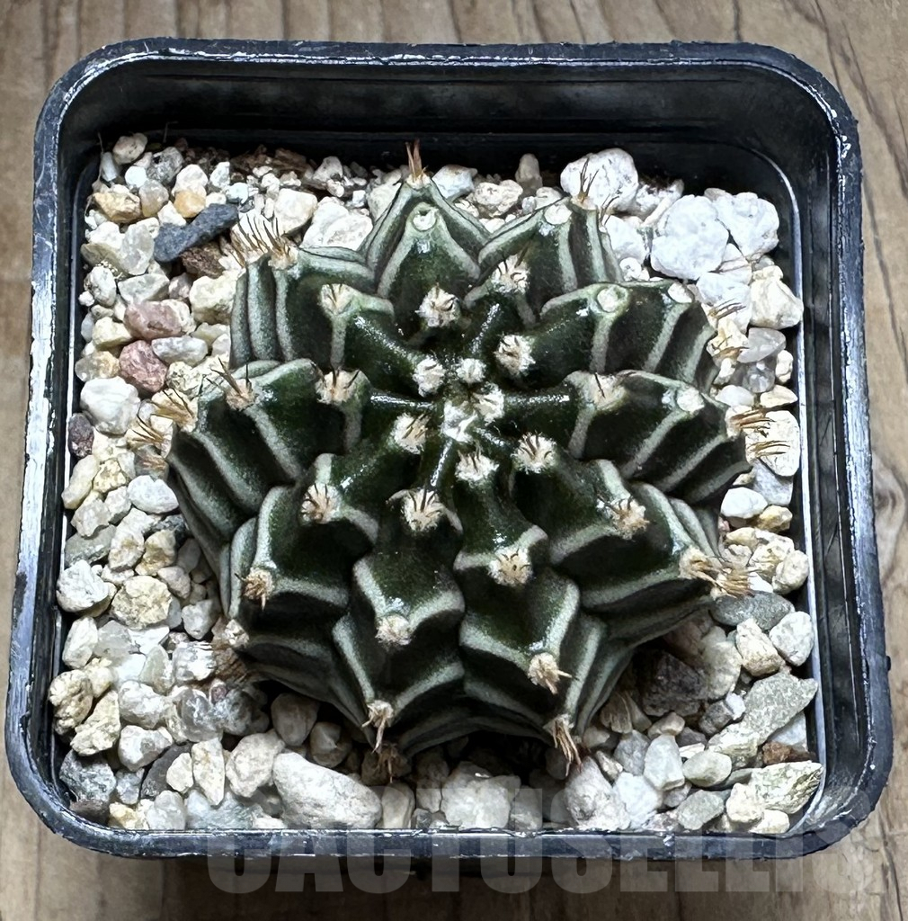 SHPR29296 Gymnocalycium mihanovichii ‘Tinkerbell’ - Image 2