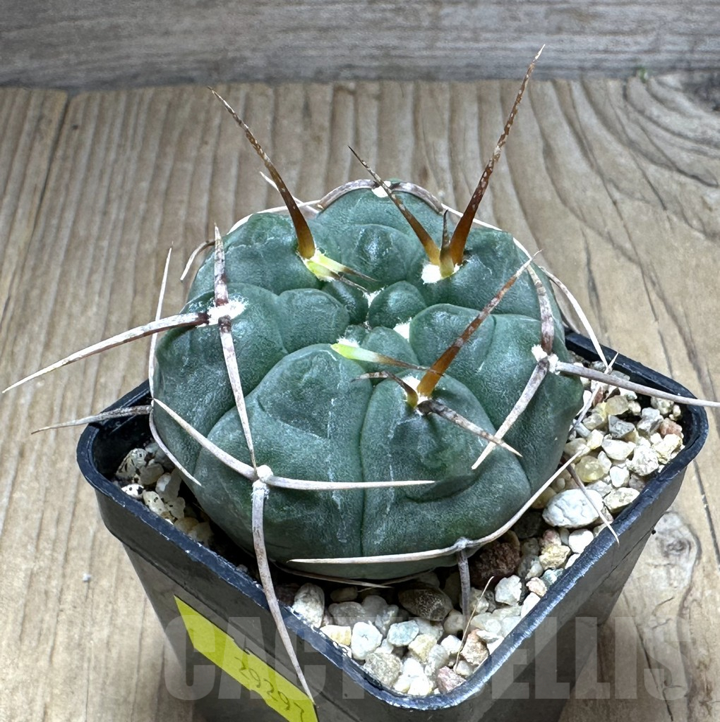 SHPR29297 Gymnocalycium vatteri LAV 516 - 画像 (2)