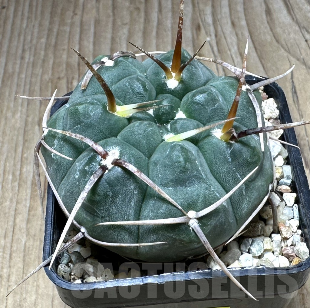 SHPR29297 Gymnocalycium vatteri LAV 516