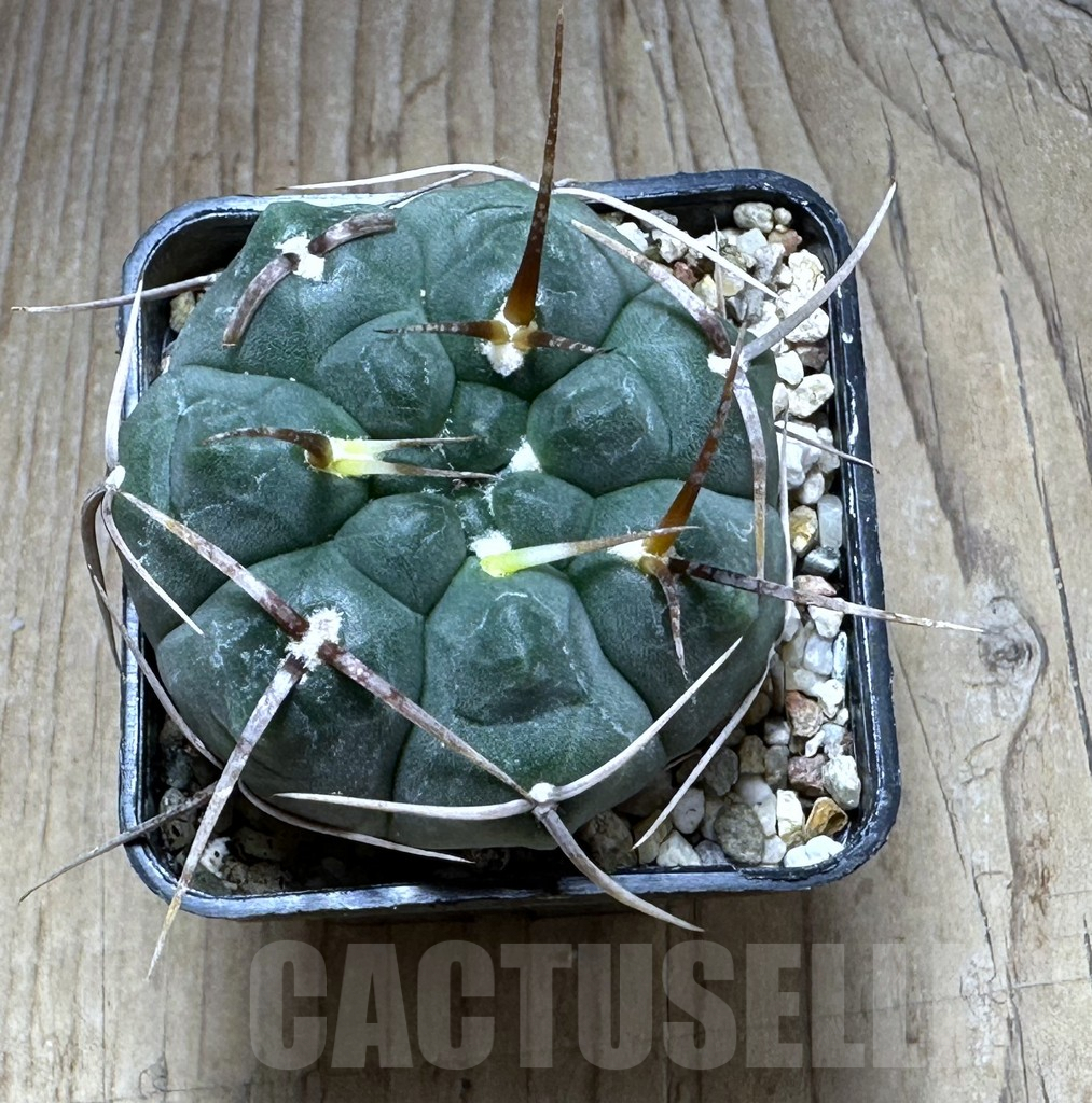 SHPR29297 Gymnocalycium vatteri LAV 516 - 画像 (3)