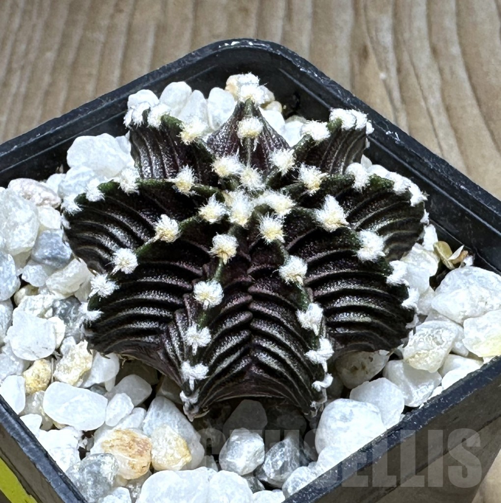 SHPR29298 Gymnocalycium friedrichii VOS 1241