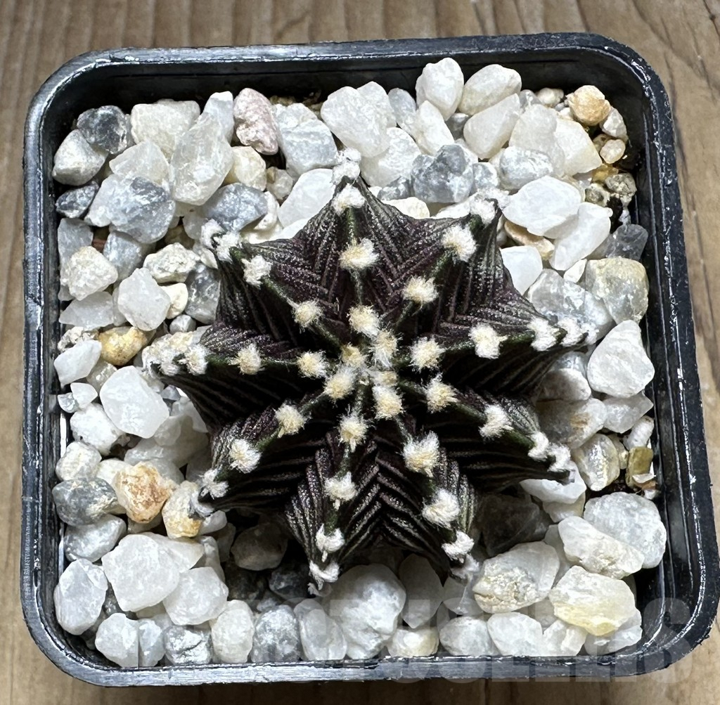 SHPR29298 Gymnocalycium friedrichii VOS 1241 - Imagen 2