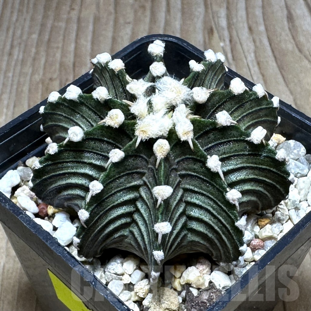 SHPR29299 Gymnocalycium friedrichii VOS 1241