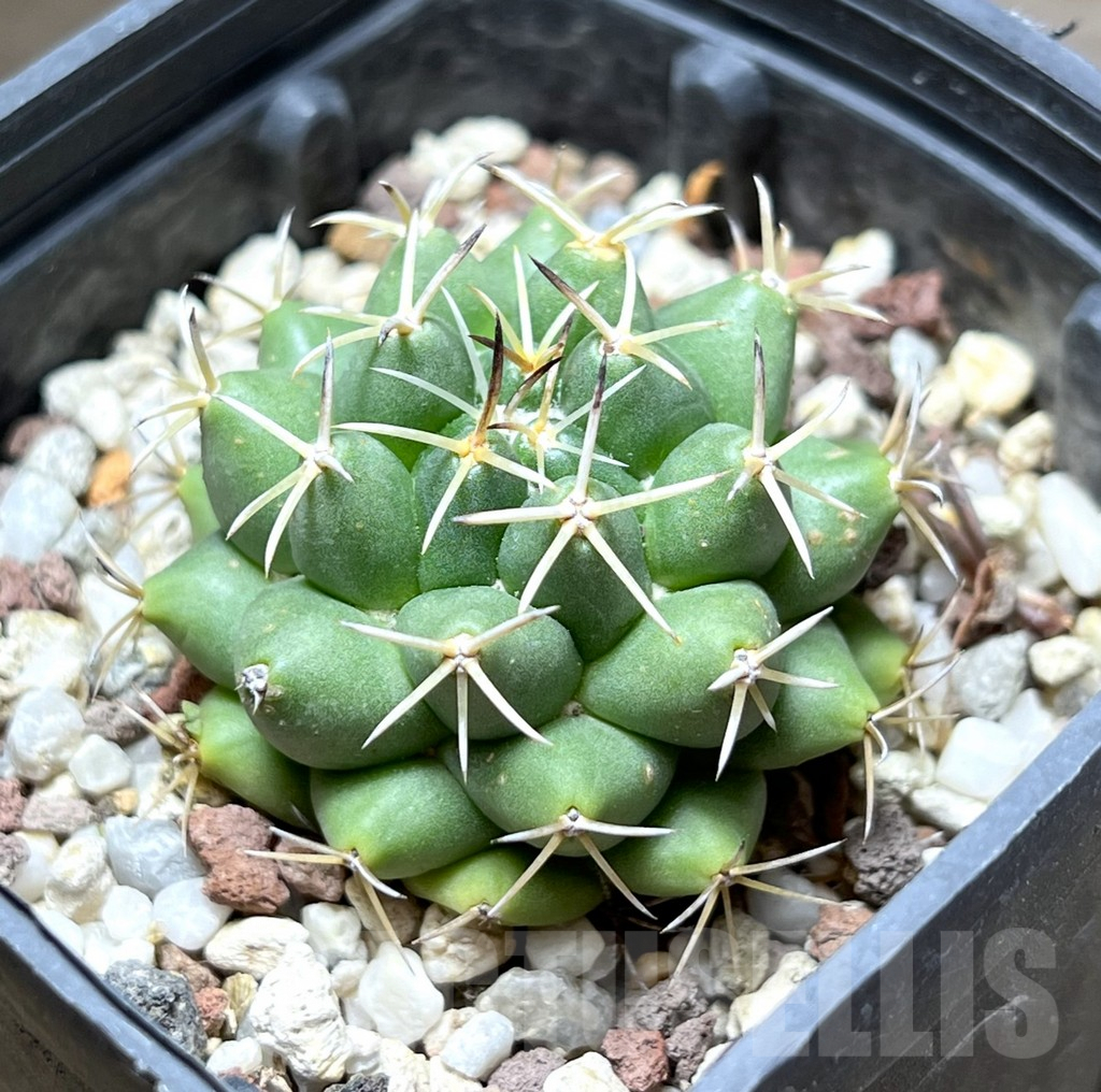 SHPR29681 Coryphantha maiz-tablasensis