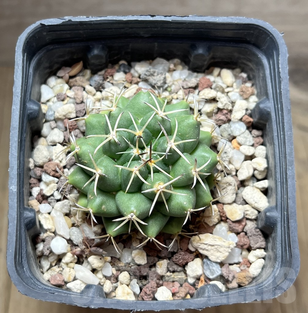 SHPR29681 Coryphantha maiz-tablasensis - immagine 2