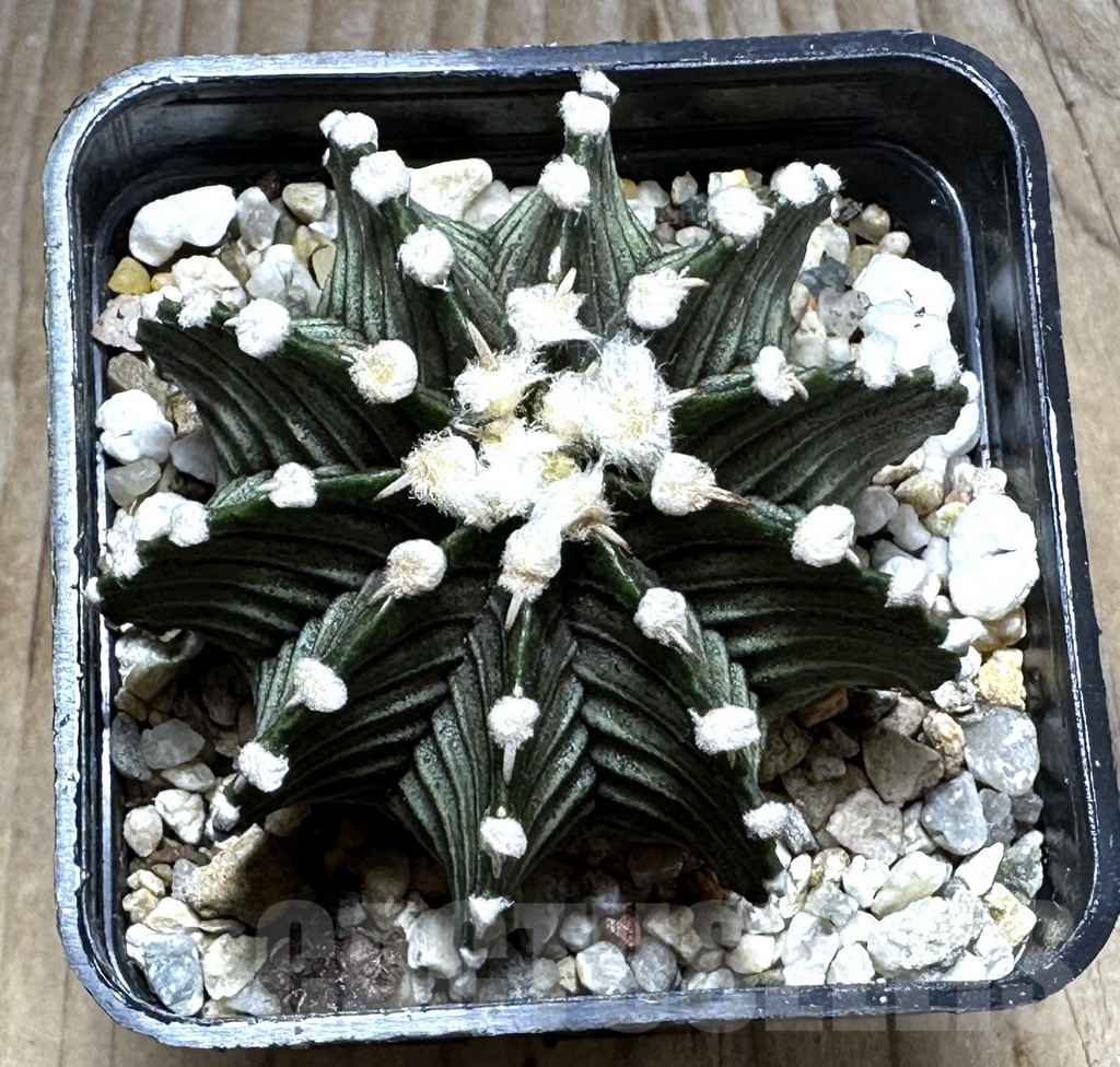 SHPR29299 Gymnocalycium friedrichii VOS 1241 - Imagen 2