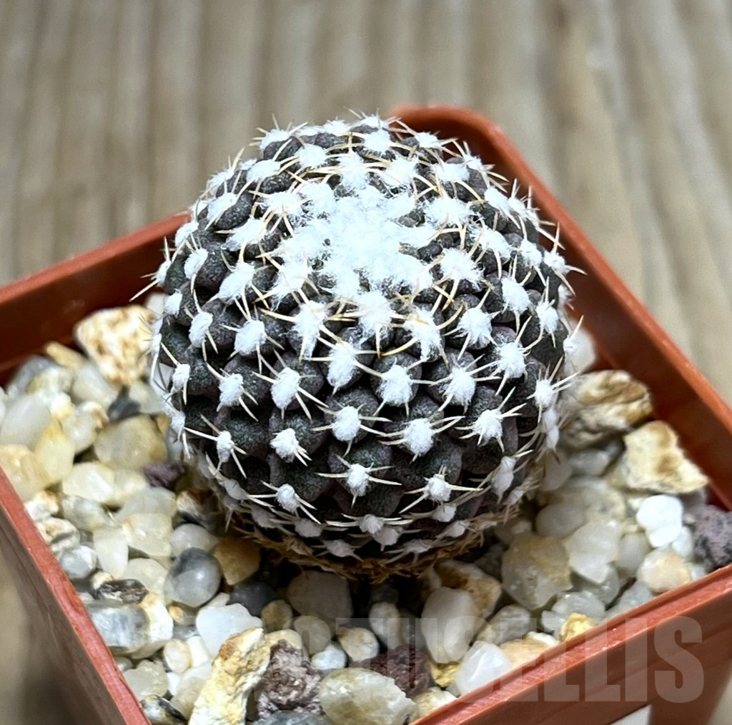 SHPR11853 Thelocephala malleolata WMO13