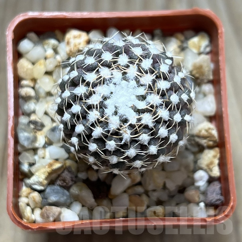 SHPR11853 Thelocephala malleolata WMO13 - Image 2