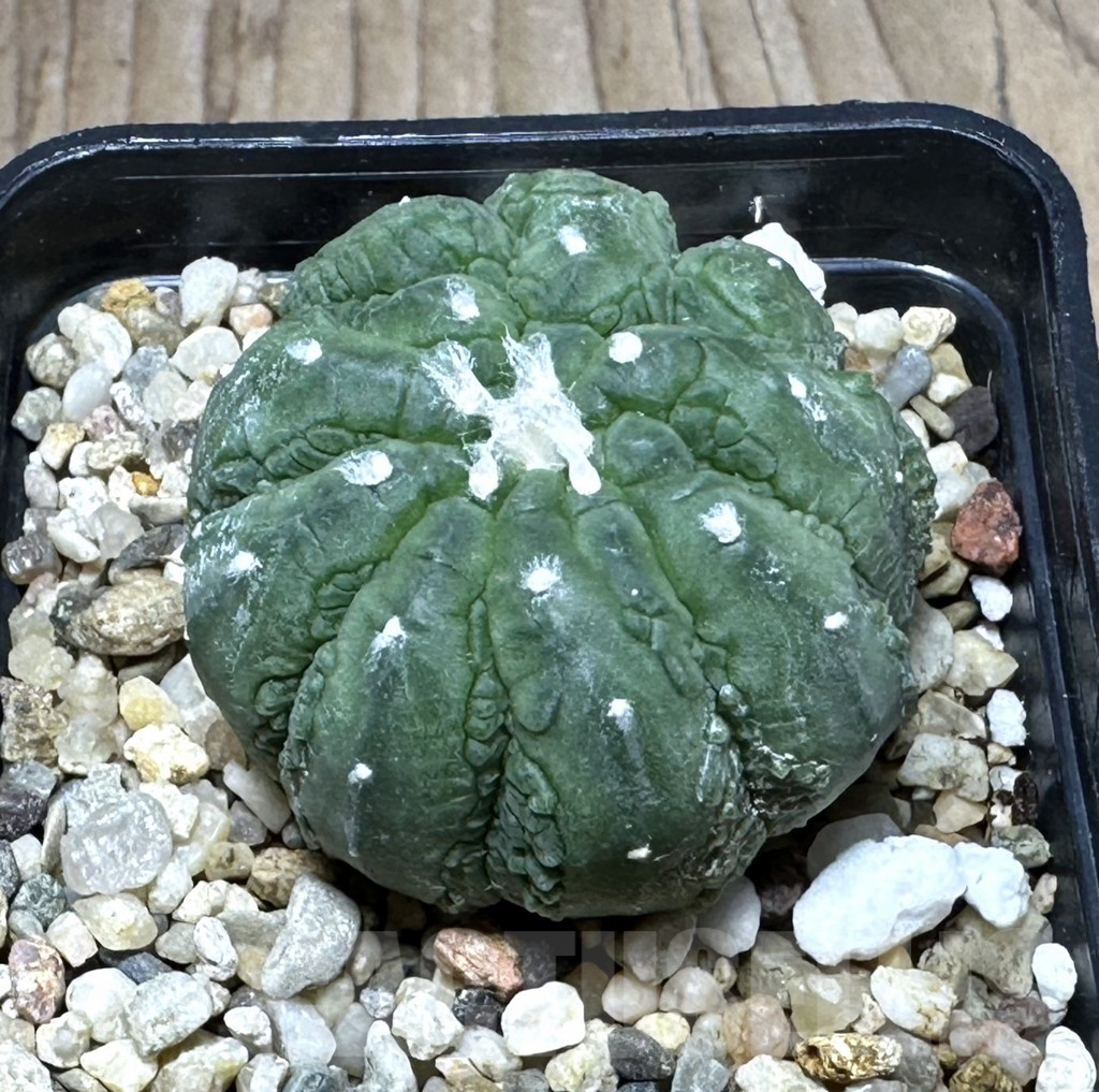 SHPR29301 Astrophytum asterias ‘Kikko Lizard Skin’