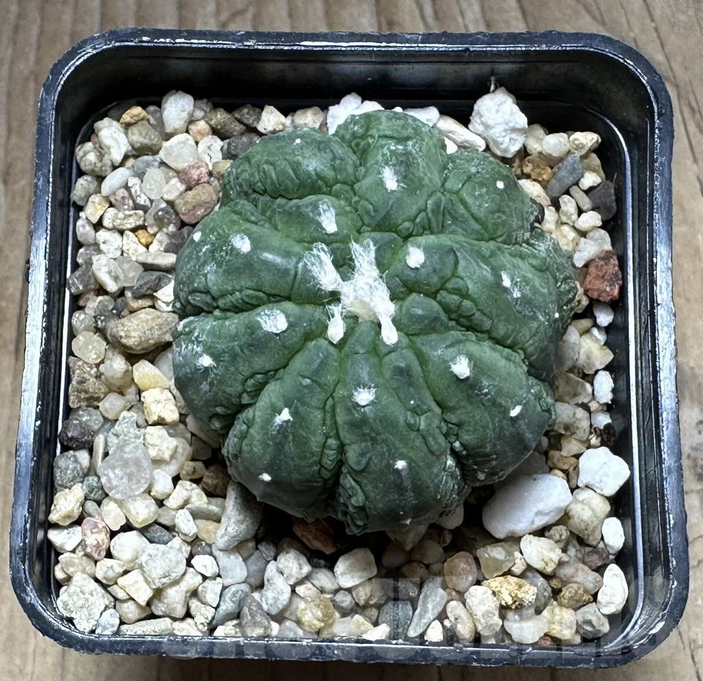 SHPR29301 Astrophytum asterias ‘Kikko Lizard Skin’ - Image 2