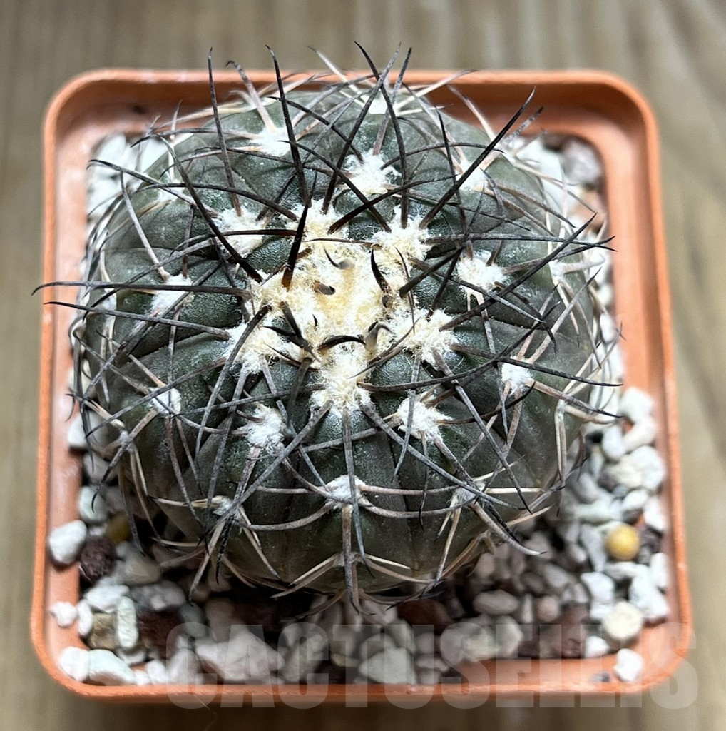 SHPR29683 Gymnocalycium spegazzinii - Image 2
