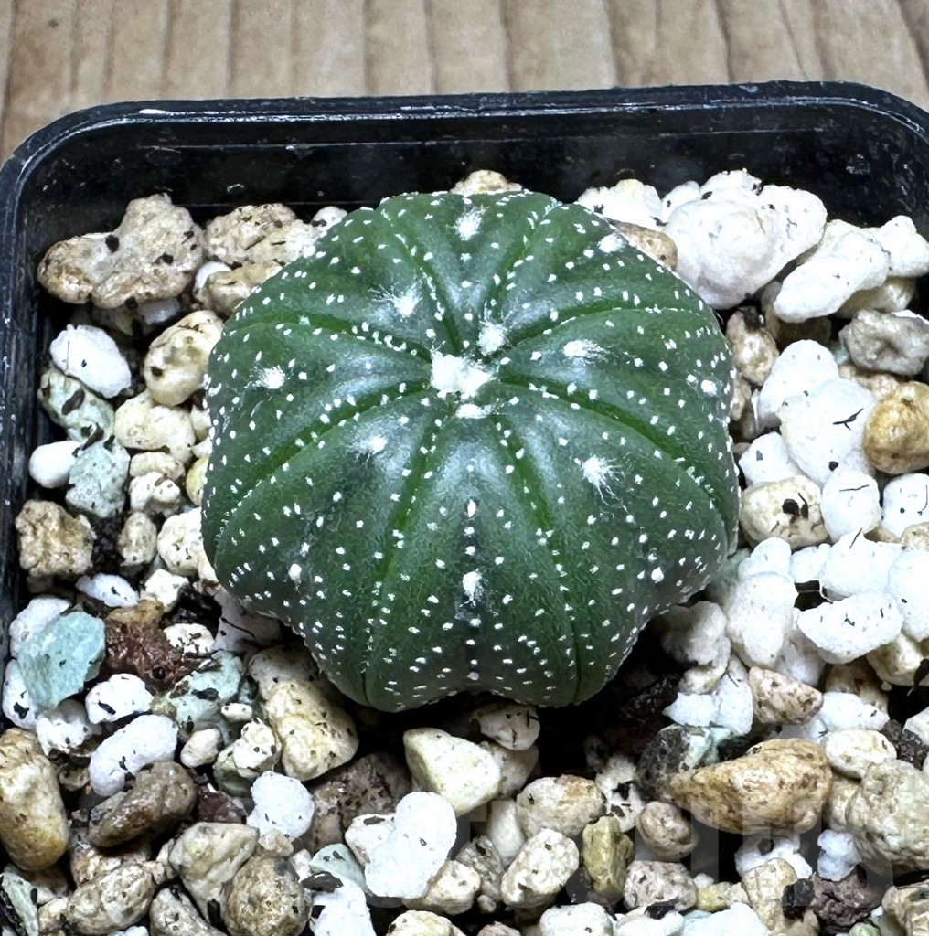 SHPR29303 Astrophytum asterias ‘Star Shape’