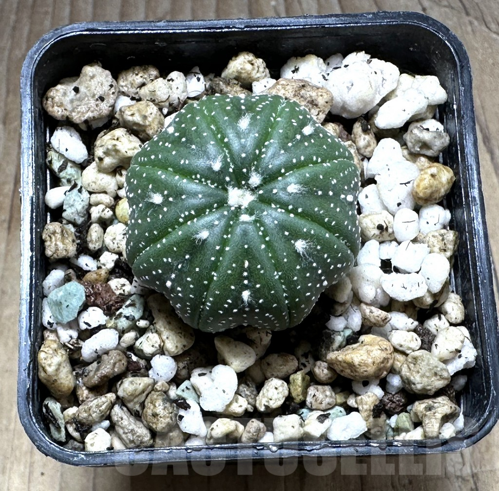 SHPR29303 Astrophytum asterias ‘Star Shape’ - Image 2