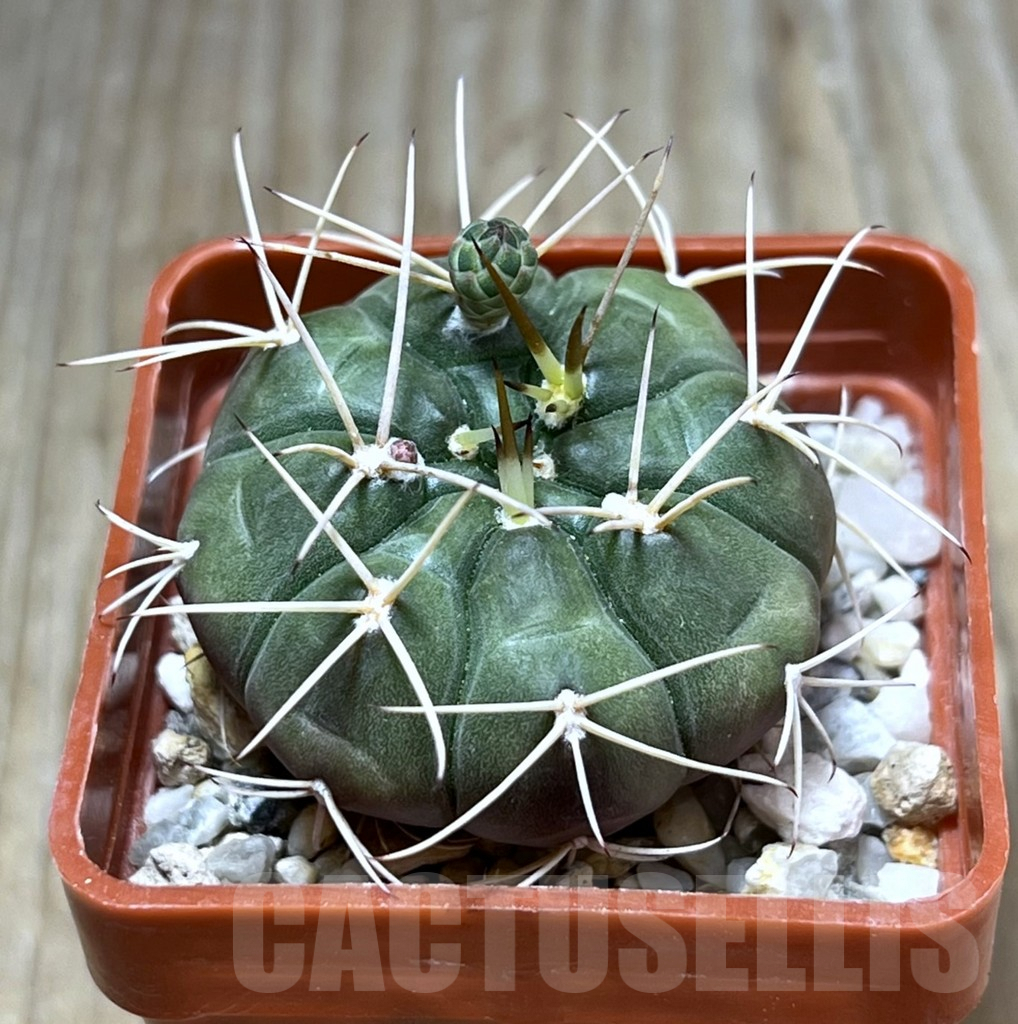 SHPR29685 Gymnocalycium eurypleurum