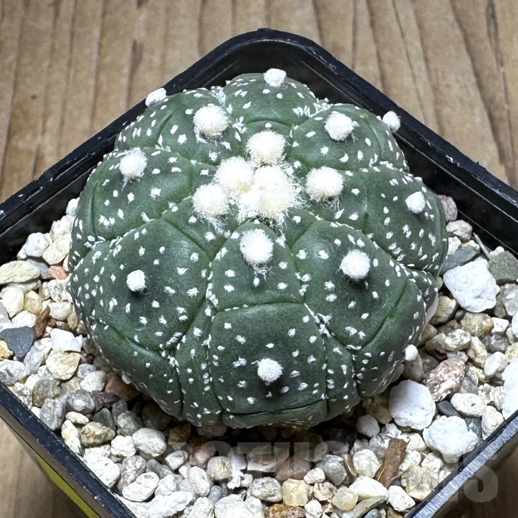 SHPR29304 Astrophytum asterias ‘Kikko’