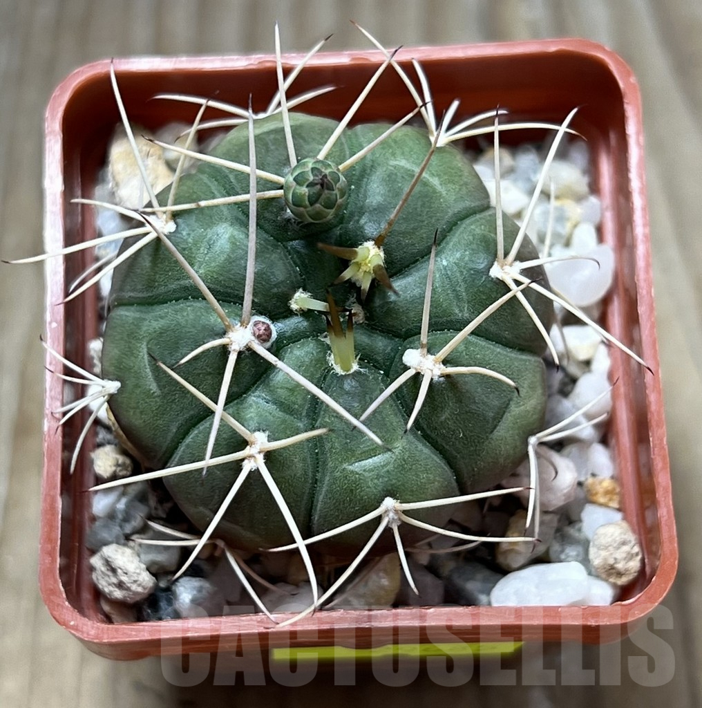 SHPR29685 Gymnocalycium eurypleurum - immagine 2