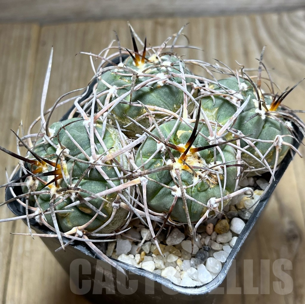 SHPR29686 Gymnocalycium armatum 4 heads