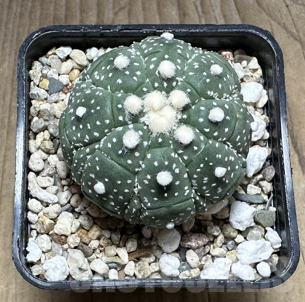 SHPR29304 Astrophytum asterias ‘Kikko’ – Bild 2