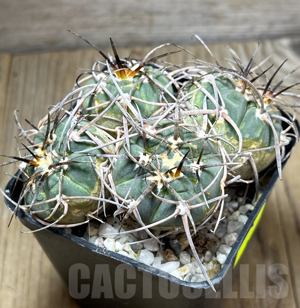 SHPR29686 Gymnocalycium armatum 4 heads - Imagen 2