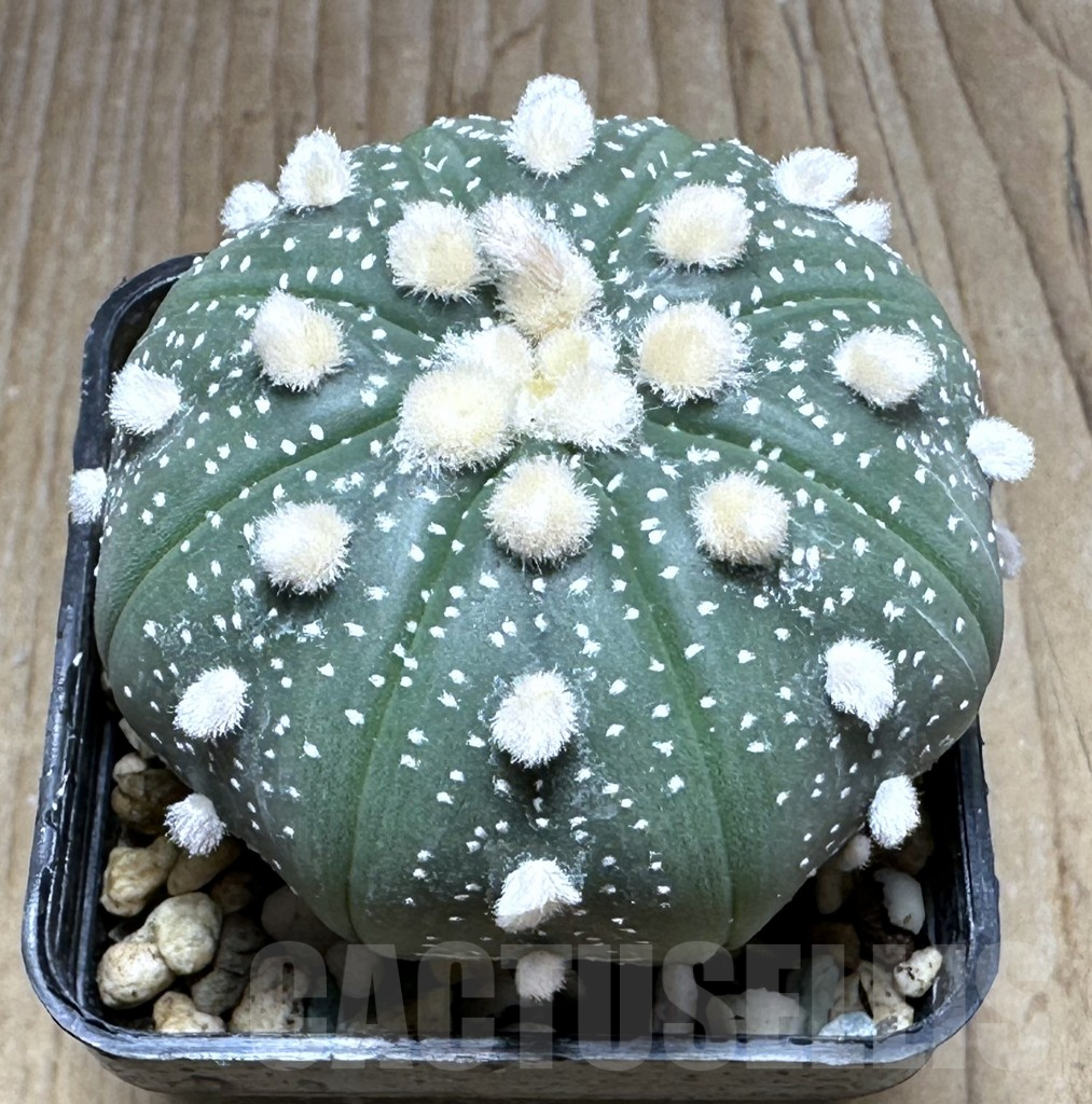 SHPR29305 Astrophytum asterias ‘Ooibo’