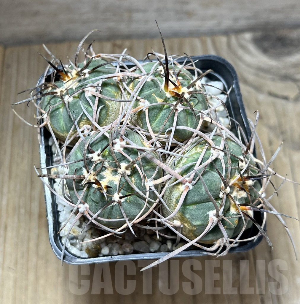 SHPR29686 Gymnocalycium armatum 4 heads - Imagen 3