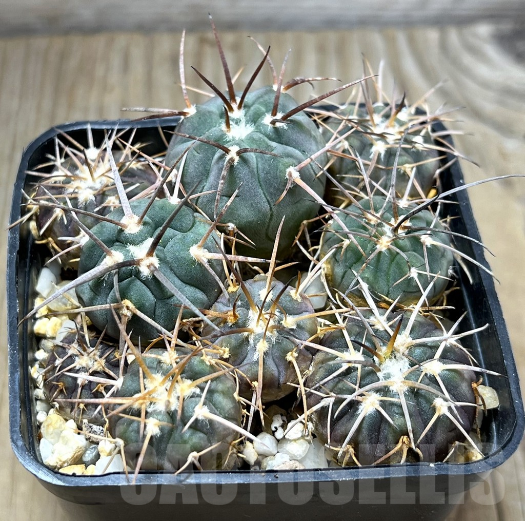 SHPR29687 Gymnocalycium spegazzinii ex M.G. 489 seedling, 8 plants