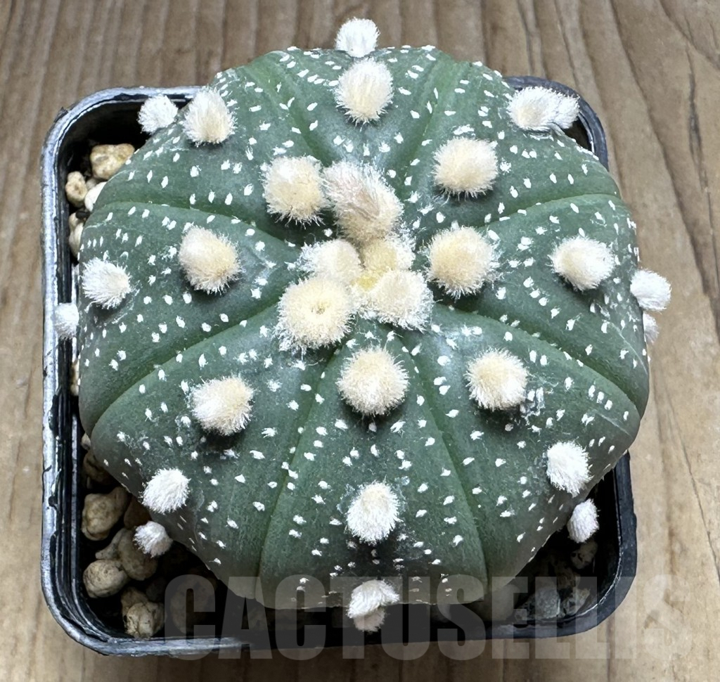 SHPR29305 Astrophytum asterias ‘Ooibo’ – Bild 2