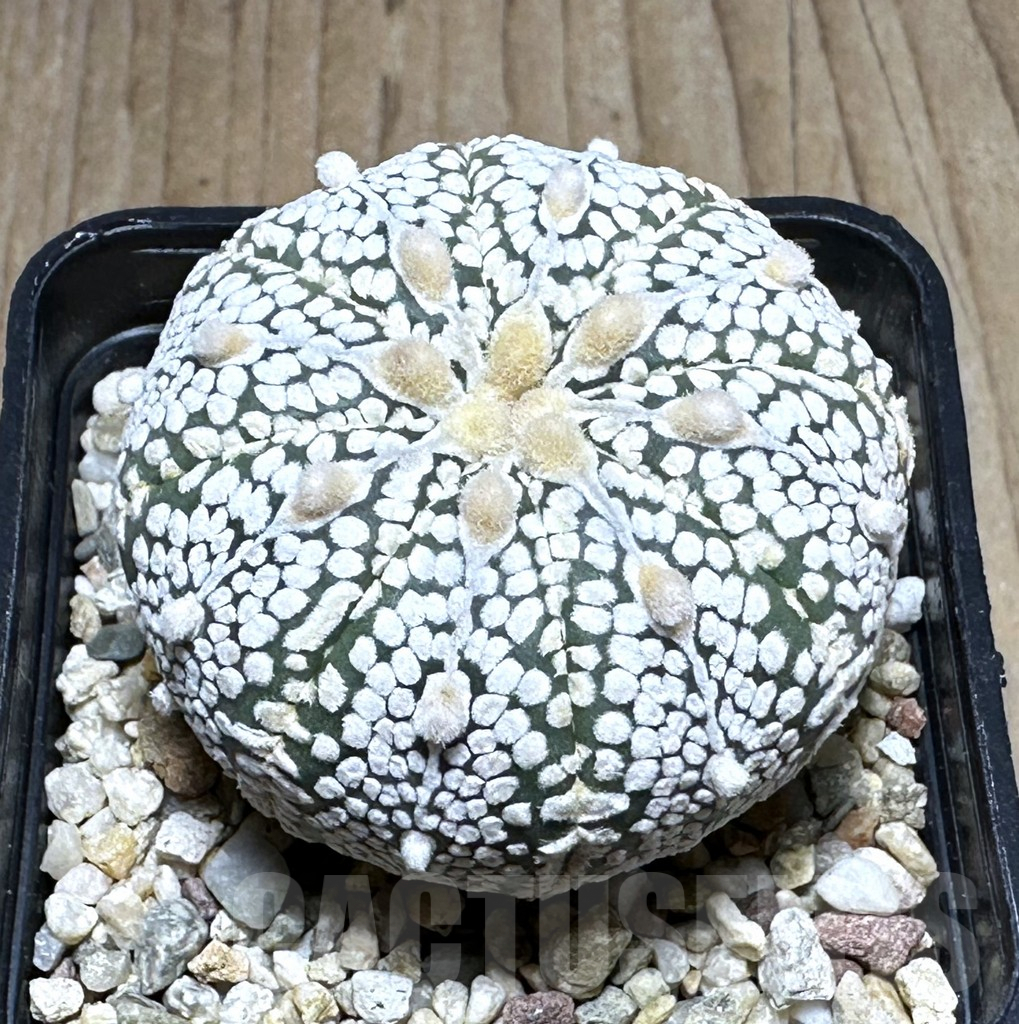 SHPR29306 Astrophytum asterias ‘Super kabuto’