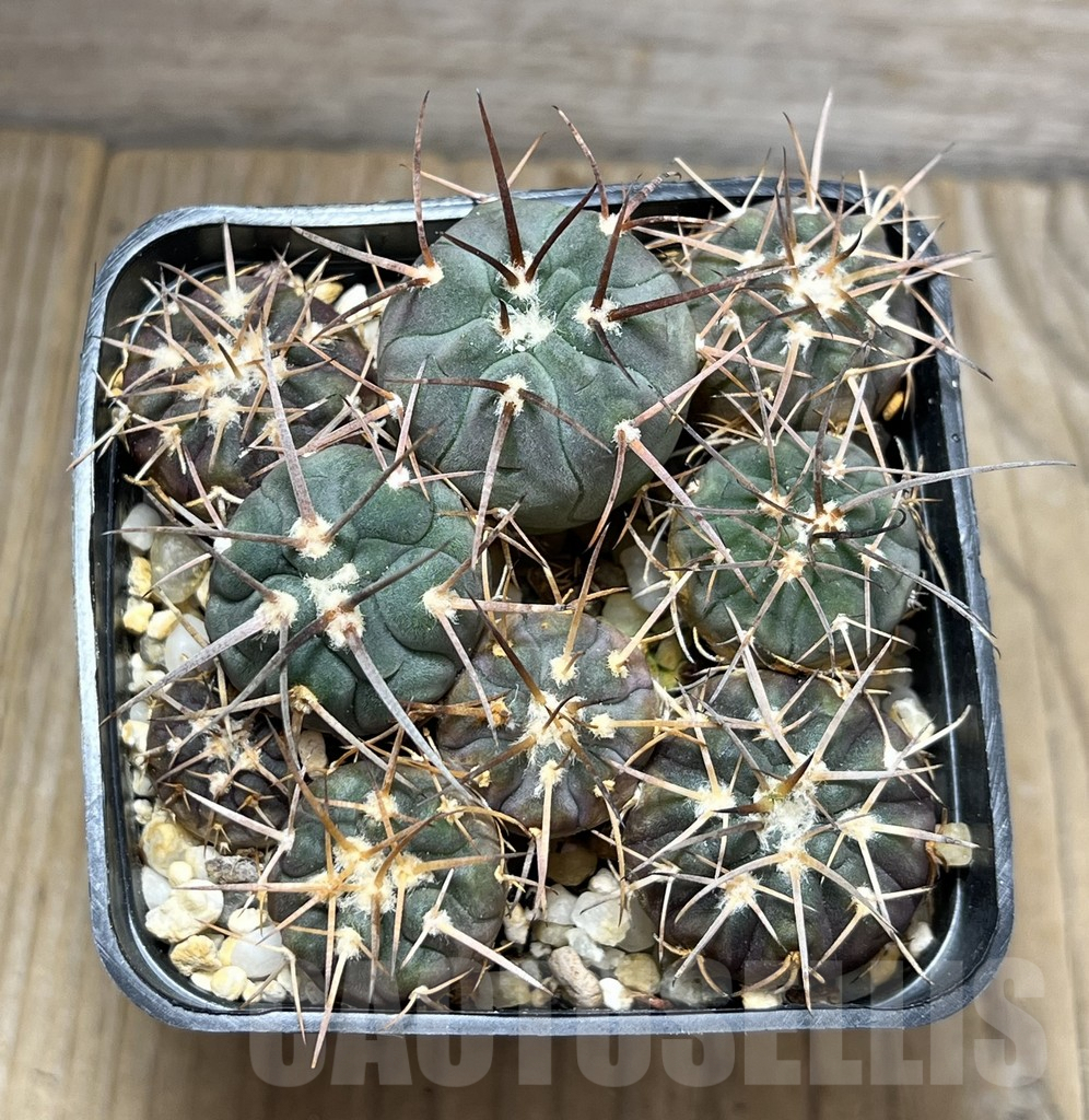 SHPR29687 Gymnocalycium spegazzinii ex M.G. 489 seedling, 8 plants - Imagen 2