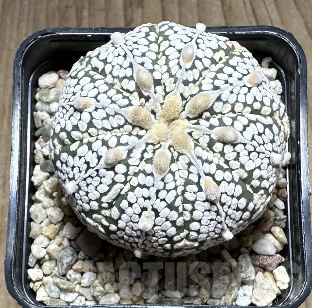 SHPR29306 Astrophytum asterias ‘Super kabuto’ - 画像 (2)