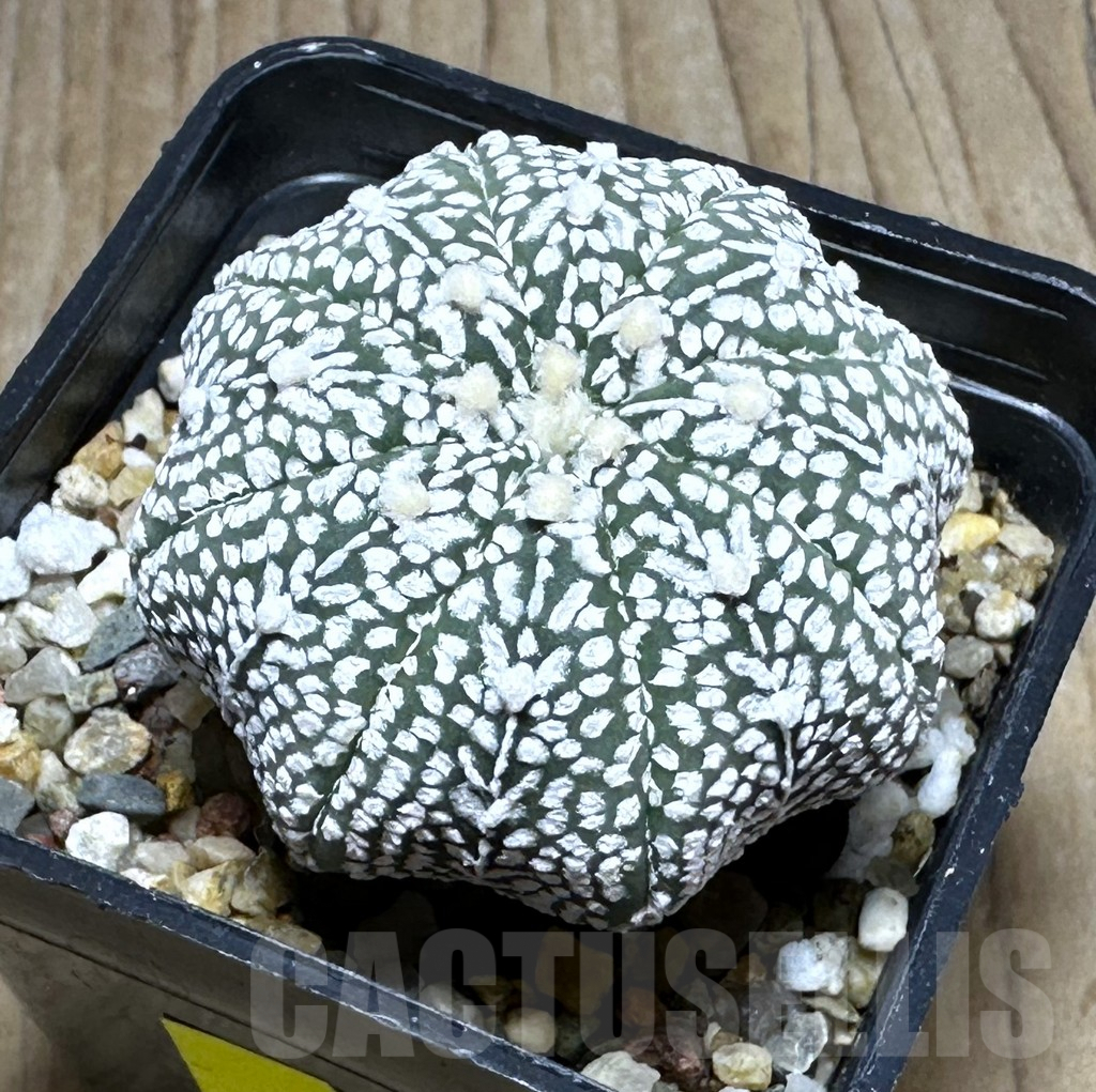 SHPR29307 Astrophytum asterias ‘Super kabuto, Star shape’