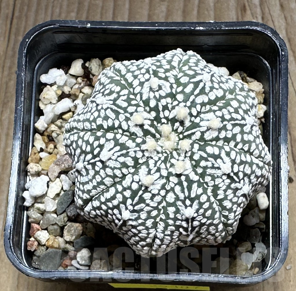 SHPR29307 Astrophytum asterias ‘Super kabuto, Star shape’ - 画像 (2)