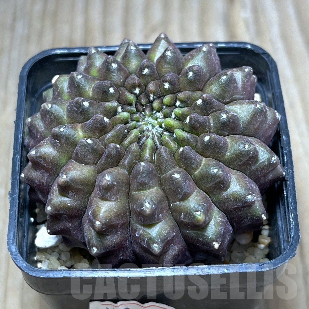 SHPR29689 Gymnocalycium hybrid 'inermis'