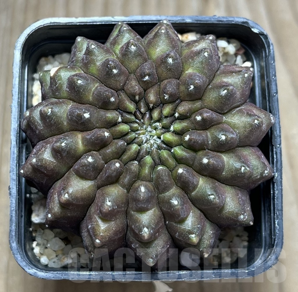 SHPR29689 Gymnocalycium hybrid 'inermis' - Image 2