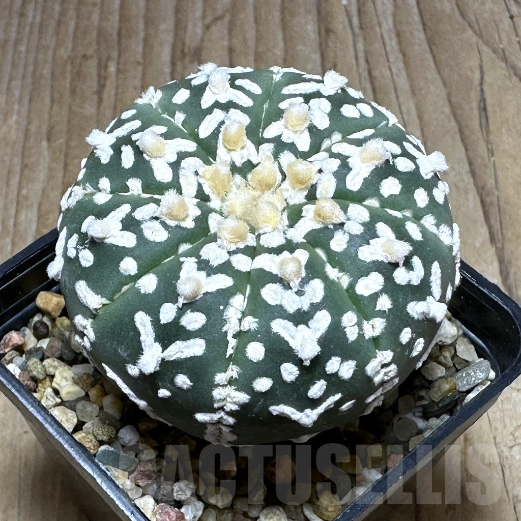 SHPR29308 Astrophytum asterias ‘Super kabuto’ V-type