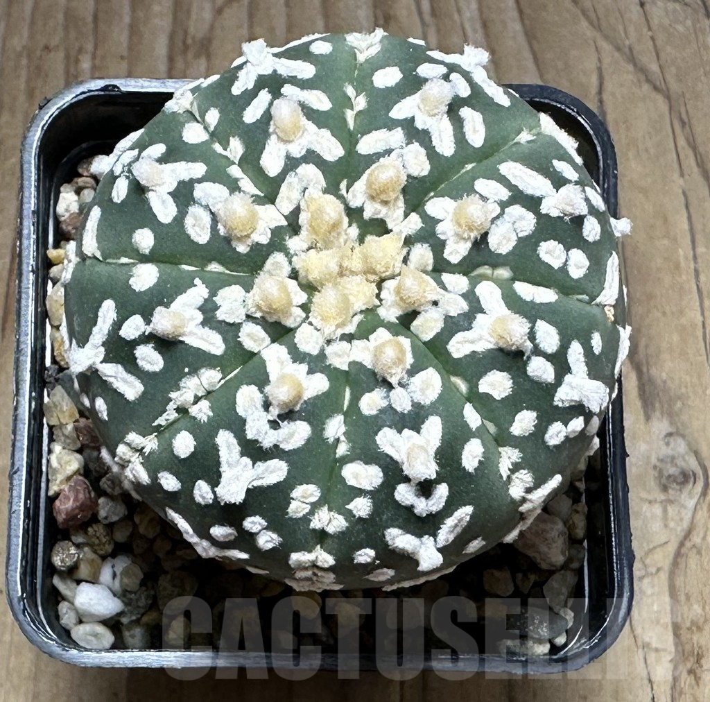 SHPR29308 Astrophytum asterias ‘Super kabuto’ V-type - Image 2