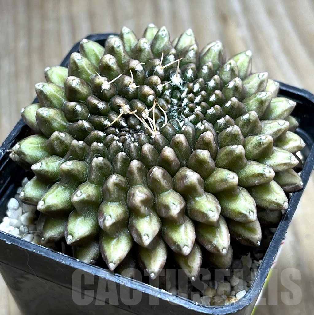 SHPR29690 Gymnocalycium hybrid f. cristata 'inermis'