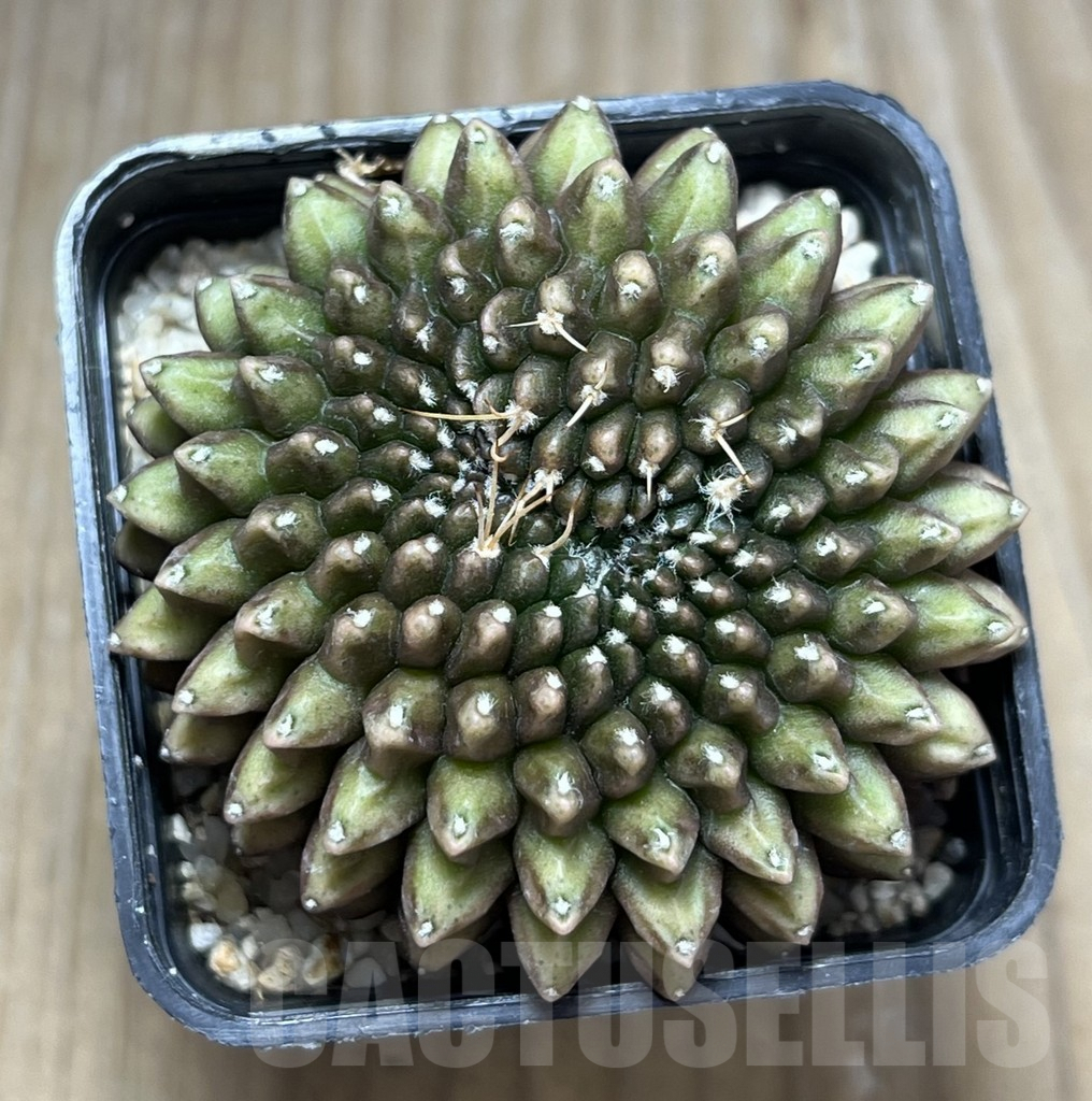 SHPR29690 Gymnocalycium hybrid f. cristata 'inermis' - Image 2