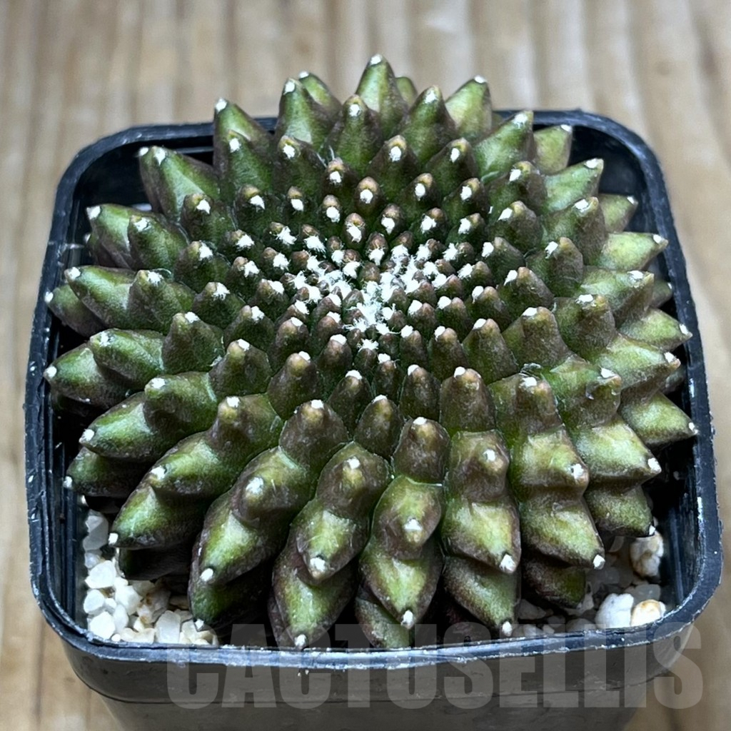SHPR29691 Gymnocalycium hybrid f. cristata 'inermis'