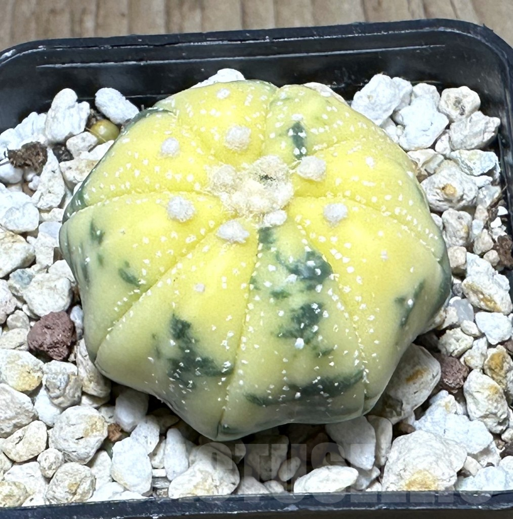 SHPR29310 Astrophytum asterias f. variegata