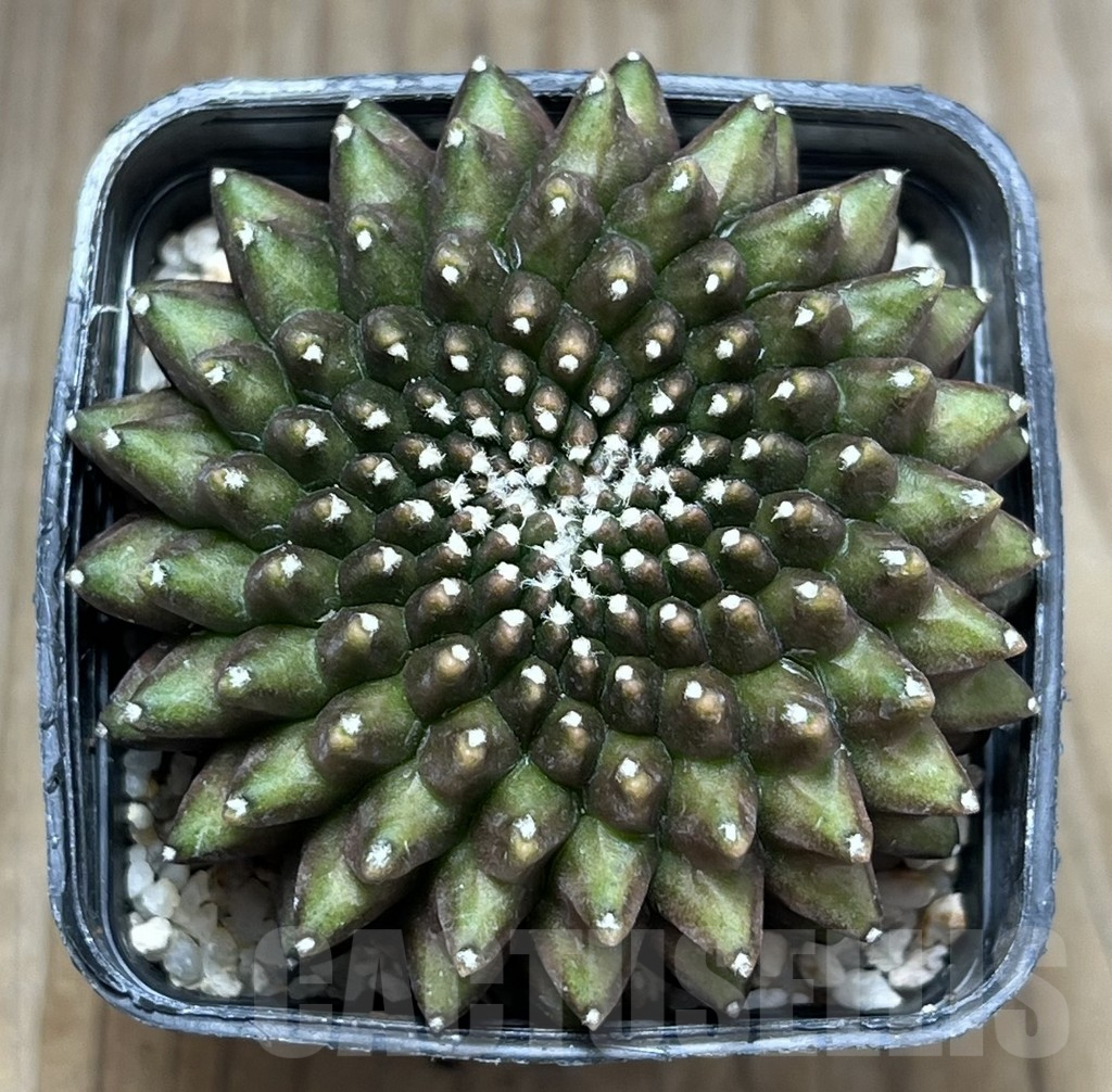 SHPR29691 Gymnocalycium hybrid f. cristata 'inermis' - Image 2